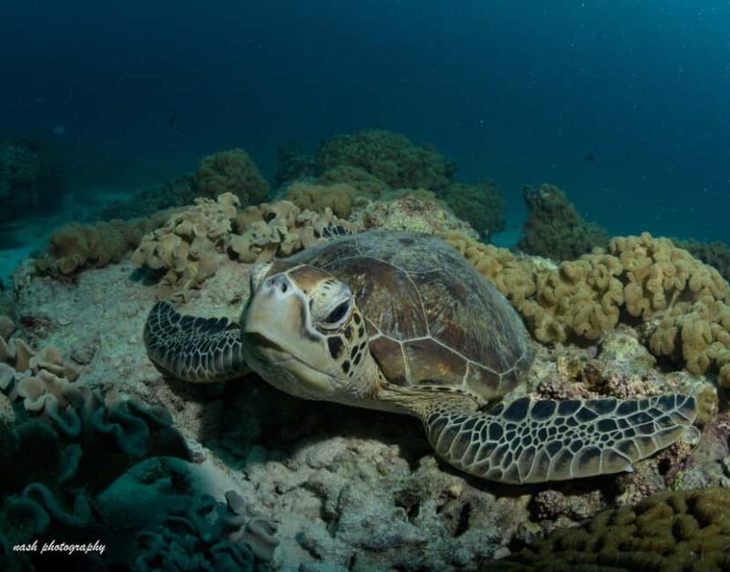MUSCAT: Daymaniyat Island Snorkeling & Try-Dive + BBQ Lunch - FAQ