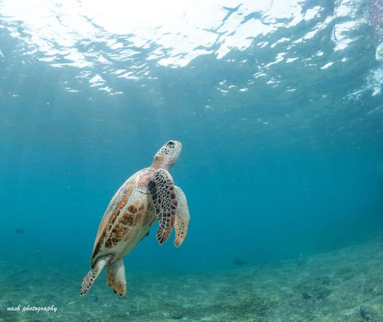 Muscat: Daymaniyat Islands Snorkeling Trip with BBQ Lunch - Key Points