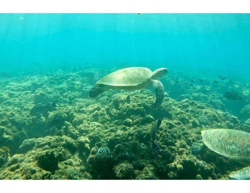 Muscat: Daymaniyat Islands Snorkeling Trip with Lunch - Introduction: What to Expect from the Daymaniyat Islands Snorkeling Tour