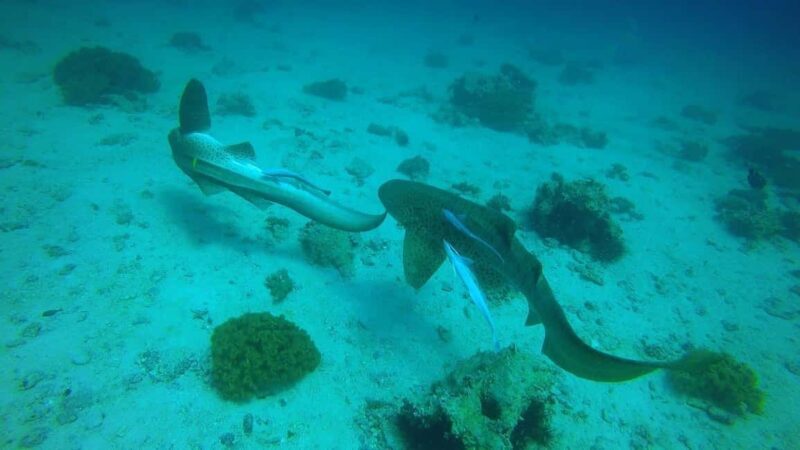 Muscat: Daymaniyat Islands Snorkeling Trip with Lunch - How the Itinerary Breaks Down