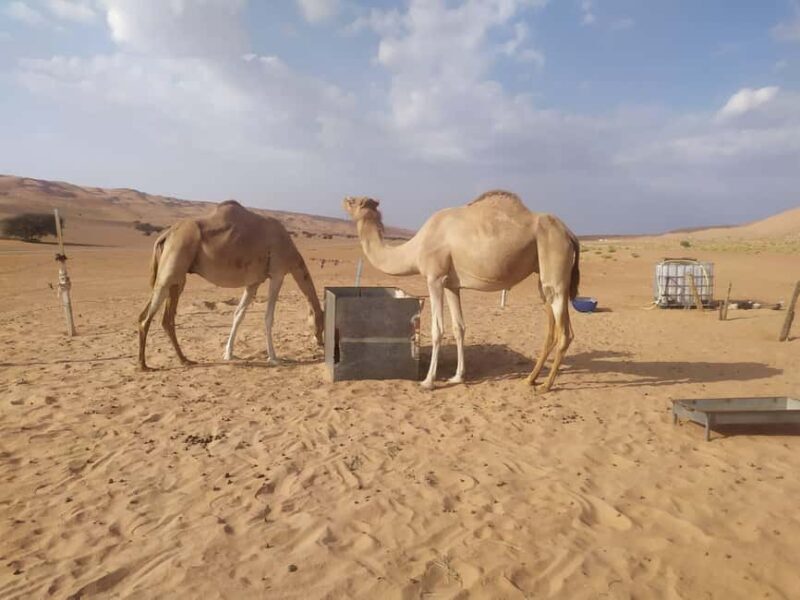 Muscat: Desert & Wadi Bani Khalid Tour with Quad Bike Option - The Real Feedback: What Travelers Say
