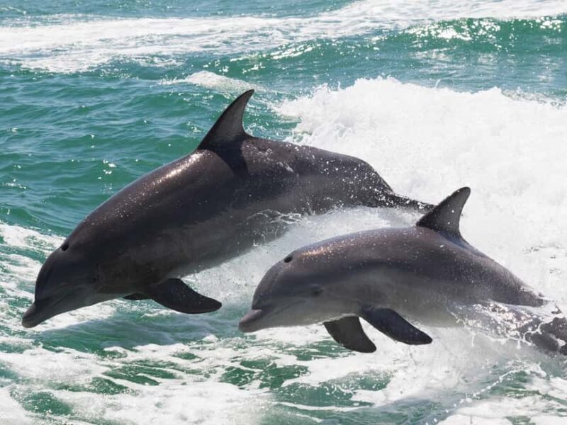 Muscat: Dolphin Watch & Snorkeling - The Value of the Experience