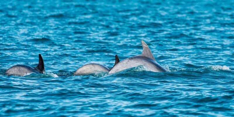 Muscat: Dolphin Watching Boat Trip with Snacks - The Itinerary and What You Can Expect