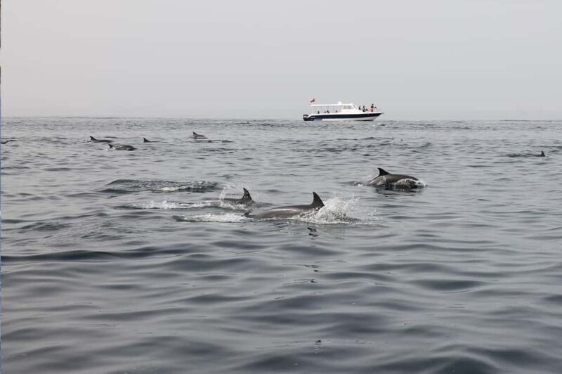 Muscat: Dolphin Watching Boat Trip with Snacks - FAQ