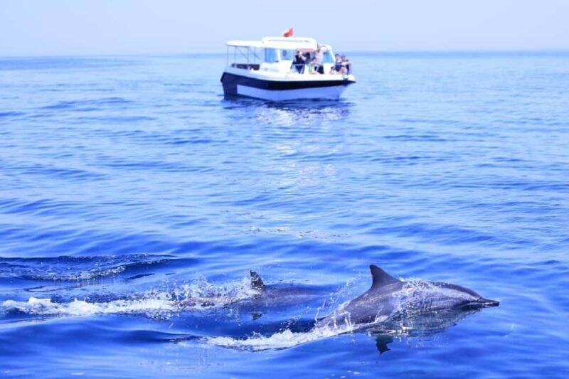 Muscat Dolphin Watching & Coastal Sightseeing Tour - Key Points
