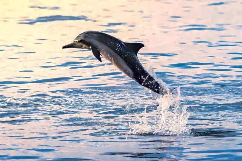 Muscat Dolphin Watching & Coastal Sightseeing Tour - What to Expect from the Muscat Dolphin Watching & Coastal Sightseeing Tour