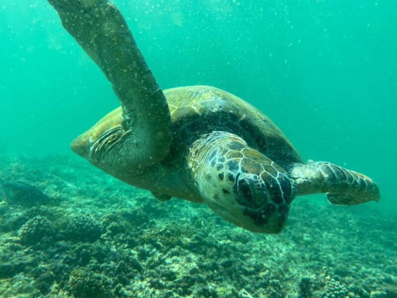 Muscat Oman: Snorkeling adventure to Daymaniyat Island - Key Points