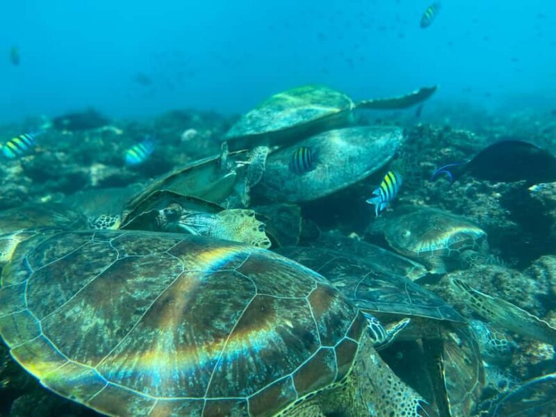 Muscat Oman: Snorkeling adventure to Daymaniyat Island - An In-Depth Look at the Snorkeling Tour