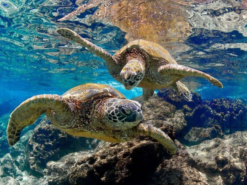 Muscat Oman: Snorkeling adventure to Daymaniyat Island - FAQ