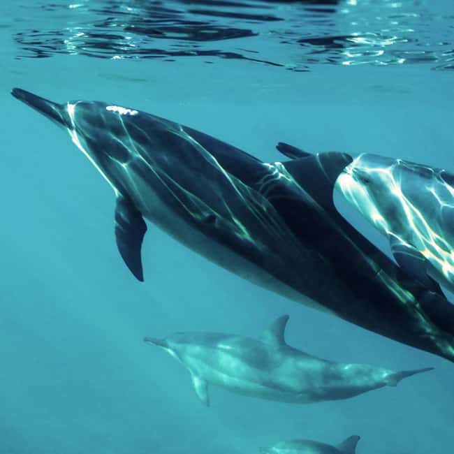Muscat: Private 3-Hour Boat Charter with Snorkeling - Setting the Scene: What to Expect from the Tour