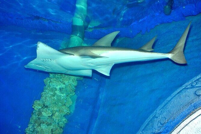Museum Grand Aquarium from Hurghada - Key Points