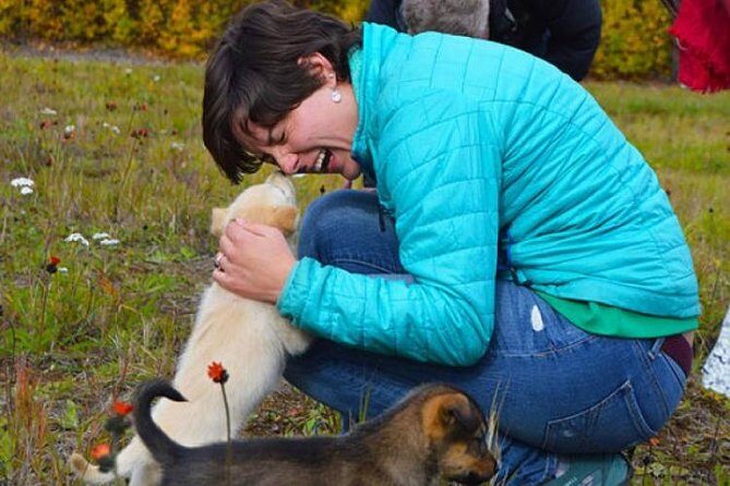 Mush Your Own Sled Dog Team (Summer/Fall Tour) - Discover the Authentic Sled Dog Experience in Alaska