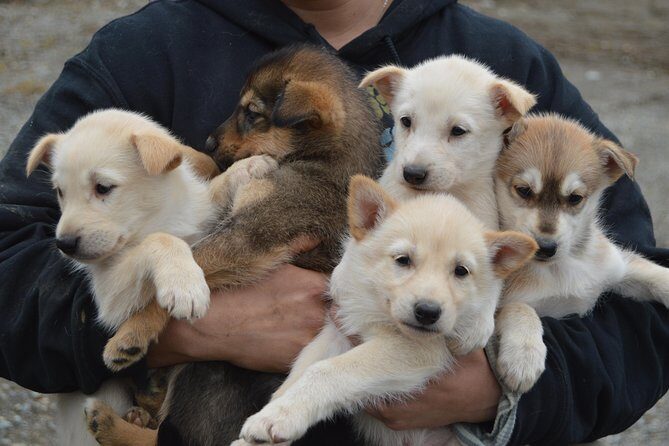 Mush Your Own Sled Dog Team (Summer/Fall Tour) - Key Points