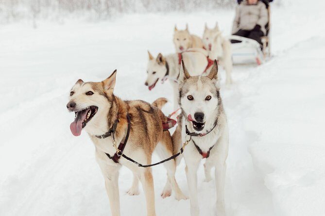 Mush Your Own Sled Dog Team (Winter Tour) in Talkeetna, Alaska - The Value of the Experience