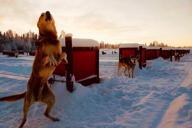 Mush Your Own Sled Dog Team (Winter Tour) in Talkeetna, Alaska - Practical Details