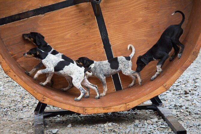 Musher's Camp and Gold Panning Adventure - Key Points