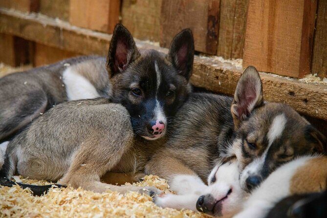 Musher's Camp and Gold Panning Adventure - FAQs