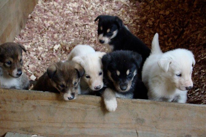 Musher's Camp and S'more Roasting Experience - Practical Tips for Travelers
