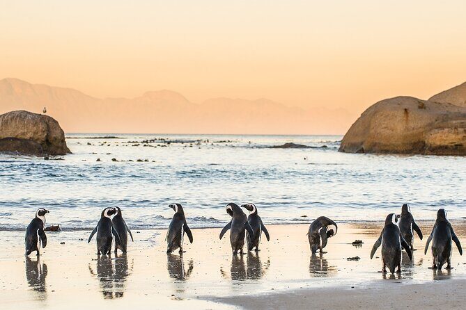 MUST DO: Boulders Beach & Cape Point Full Day Tour #1 Rated - Who Is This Tour Perfect For?