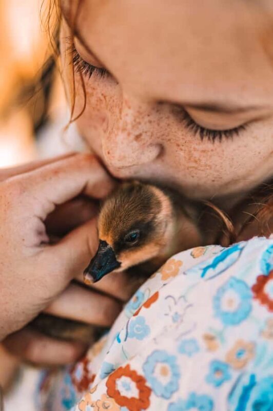 Mutchilba: Farm Animal Feeding - Key Points