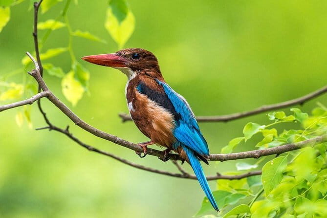Muthurajawela Bird Watching Tour From Colombo & Negombo - Introduction: A Birdwatching Escape Near Colombo & Negombo