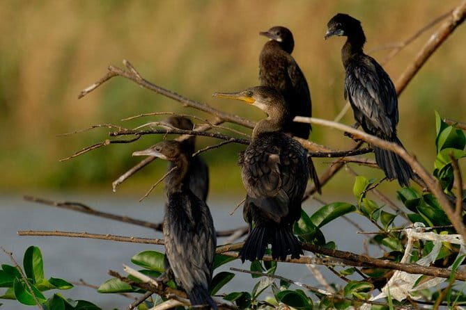 Muthurajawela Bird Watching Tour From Colombo & Negombo - Key Points