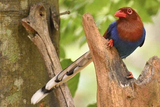 Muthurajawela Bird Watching Tour From Colombo & Negombo - Practical Details for Travelers