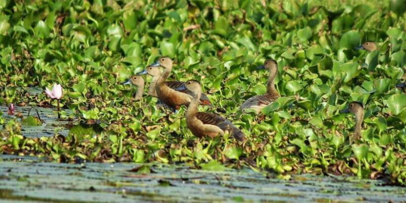 Muthurajawela Bird Watching Tour from Negombo and Colombo - Muthurajawela Bird Watching Tour from Negombo and Colombo