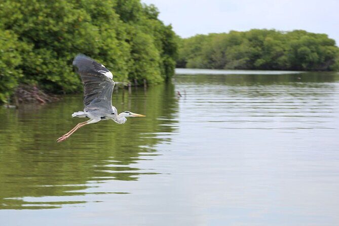 Muthurajawela Bird Watching Tour from Negombo / Colombo - Key Points