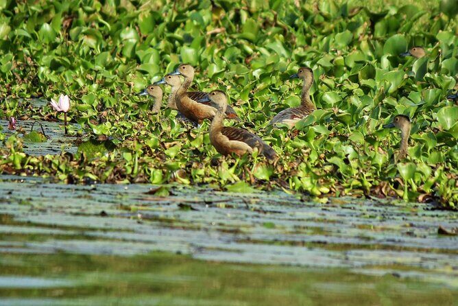 Muthurajawela Bird Watching Tour from Negombo / Colombo - The Sum Up