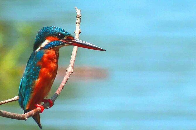 Muthurajawela Bird Watching Tour from Negombo / Colombo - Who Should Book This?