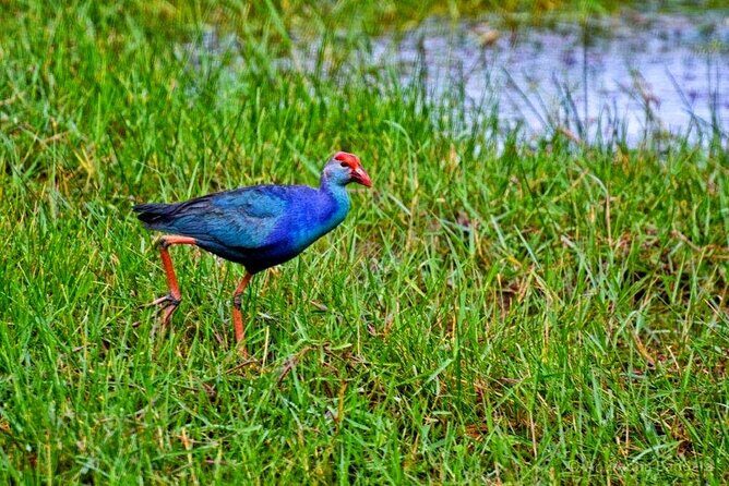 Muthurajawela Bird Watching Tour from Negombo / Colombo - FAQs