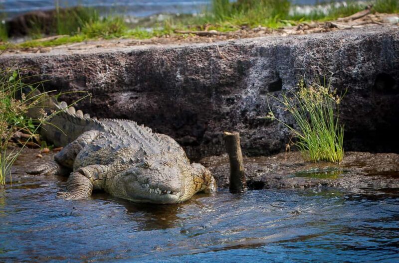 Mwanza: 3-Day Rubondo Island Safari with Chimp Trekking - Key Points