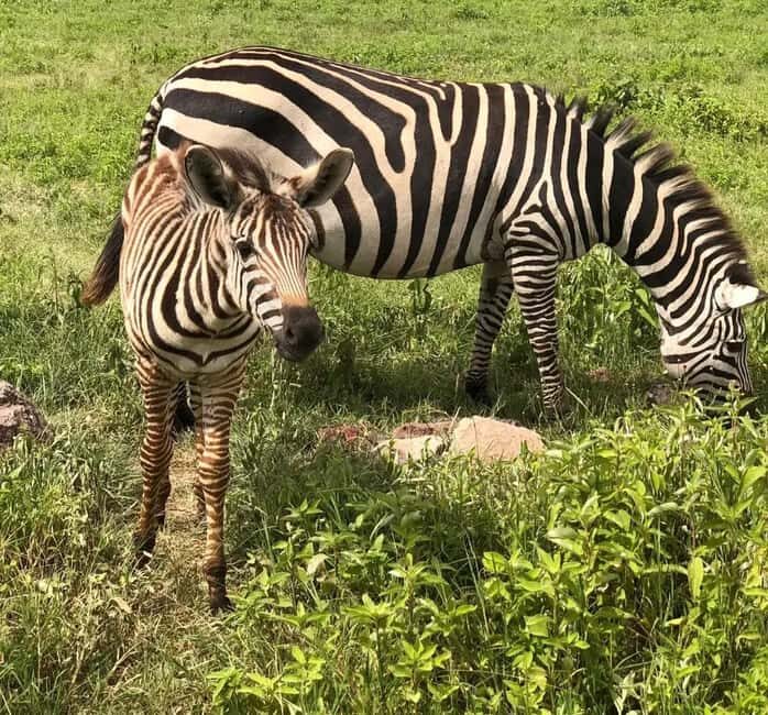 Mwanza: Serengeti National Park Day Trip with Lunch - Practical Tips for Your Day Trip