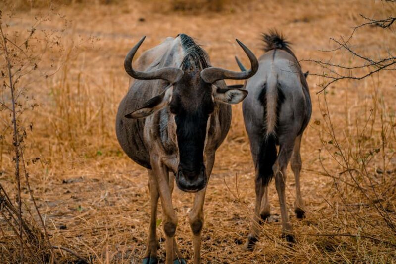 Mwanza: Serengeti National Park Day Trip with Lunch - Authentic Wildlife Encounters and Guide Quality