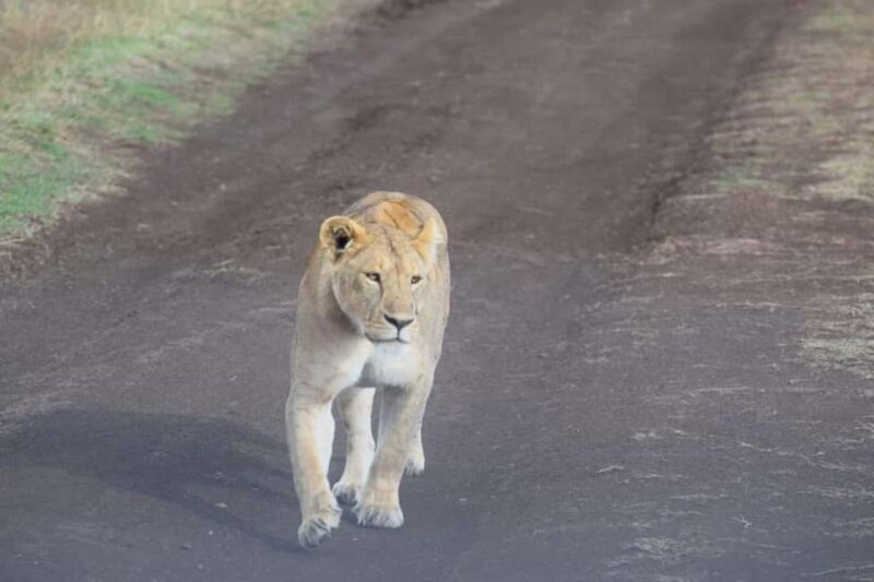 Mwanza: Serengeti National Park Day Trip with Lunch - Who Should Consider This Tour?