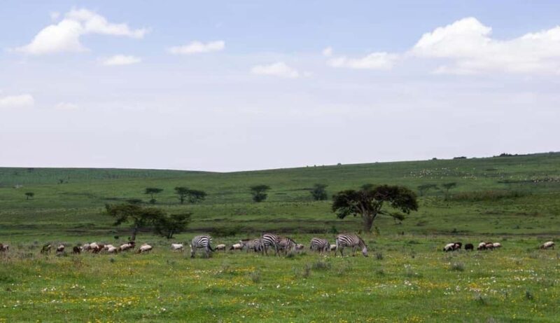 Mwanza: Serengeti National Park Day Trip with Lunch - FAQ