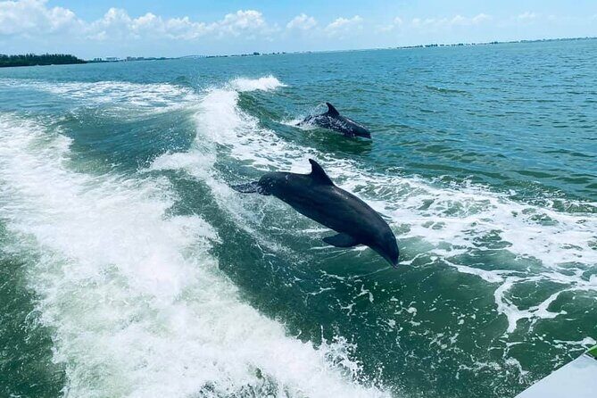 Myrtle Beach Dolphin Cruise - Myrtle Beach Dolphin Cruise: A Close Encounter with Nature’s Playful Residents