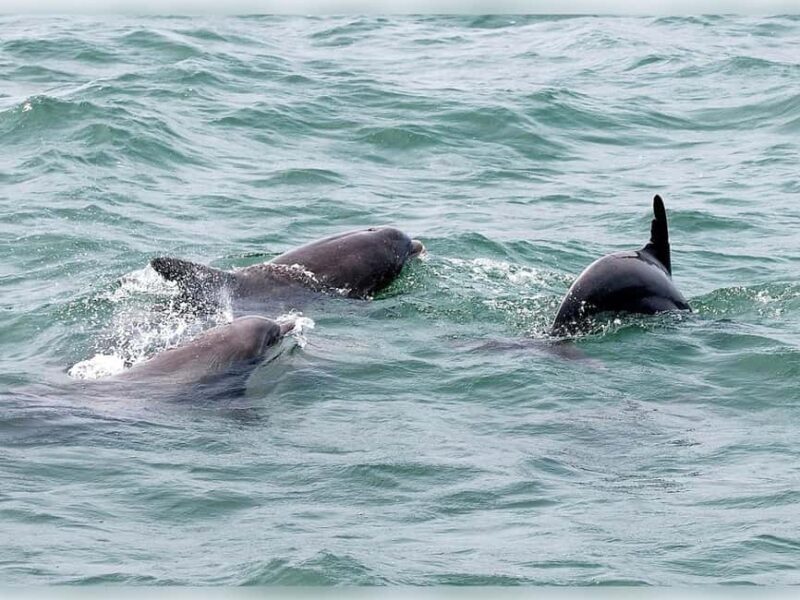Myrtle Beach: Dolphin Cruise on the Sea Screamer - Key Points