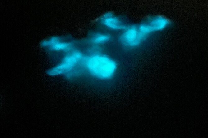 Mystic Waters A Bioluminescent Night Tour - Who Will Love This Tour?