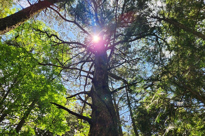Mystical Fuji Forest Guide Running Trip (Shoe Rental Included) - Authenticity and Value
