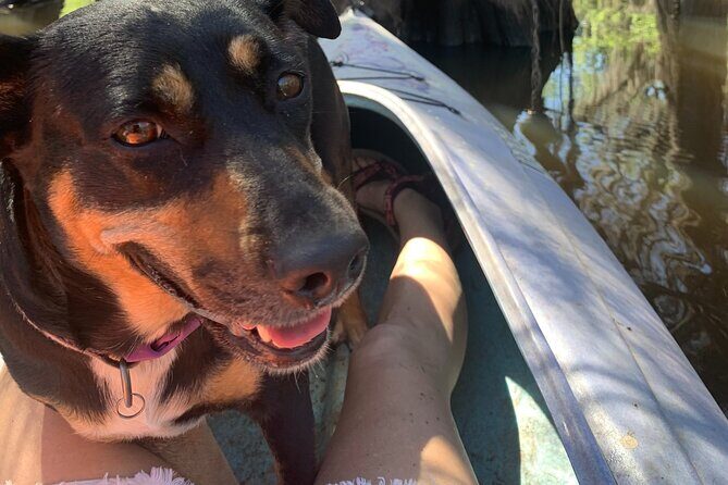 Mystical Private Kayak and Canoe Tours on Caddo Lake - The Sum Up: Is This Tour Right for You?
