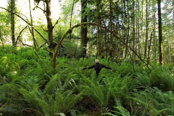 Mystical Rainforest Tour - Forest Magick - Exploring the Mystical Rainforest Tour - Forest Magick