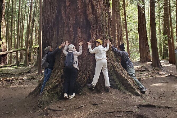 Mystical Rainforest Tour - Forest Magick - What to Expect from the Forest Magick Experience