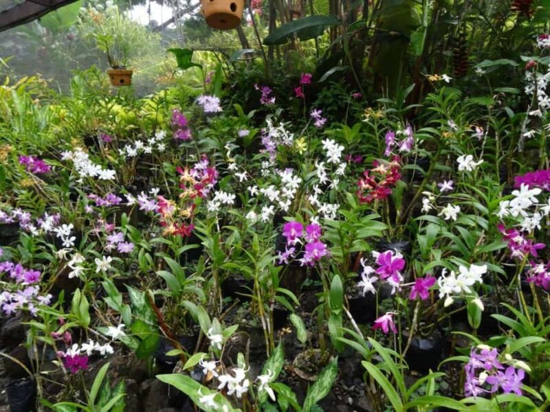 Nadi: Garden Village Hot Spring & Temple Highlights Tour - Key Points