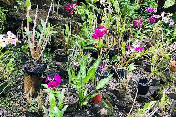 Nadi Sightseeing & Mud Pool Tour - Final Thoughts