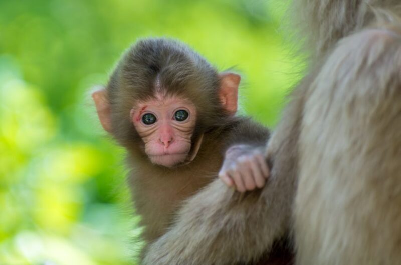 Nagano: 1-Day Snow Monkey & Cherry Blossom Tour in Spring - Nagano: 1-Day Snow Monkey & Cherry Blossom Tour in Spring — A Genuine Look