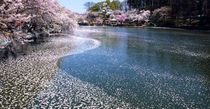 Nagano: 1-Day Snow Monkey & Cherry Blossom Tour in Spring - Practical Aspects of the Tour