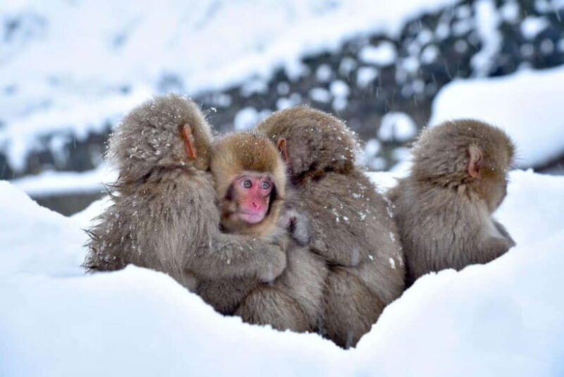 Nagano: private Tour with Snow Monkey Park & Zenko-ji Temple - Final Thoughts