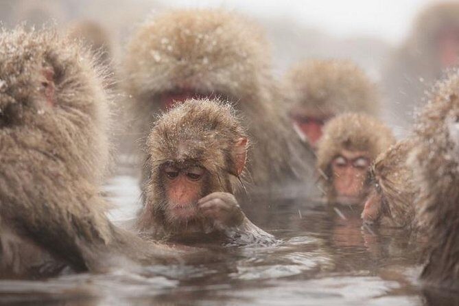 Nagano Snow Monkey 1 Day Tour with Beef Sukiyaki Lunch from Tokyo - Key Points